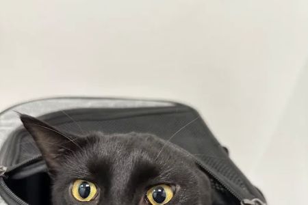 Roosevelt Station Vet Care