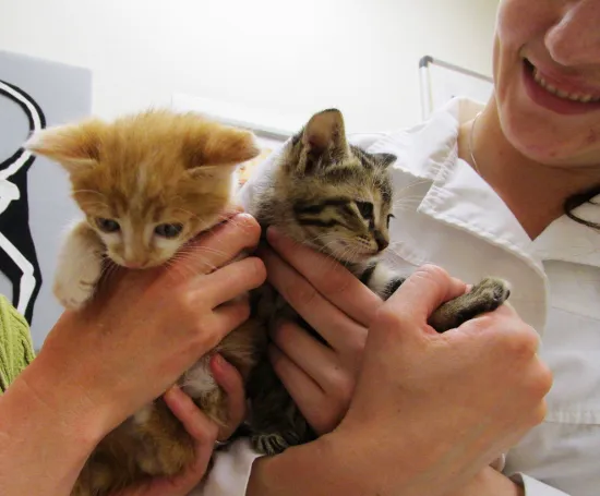 Hawthorne Hills Veterinary Hospital 12