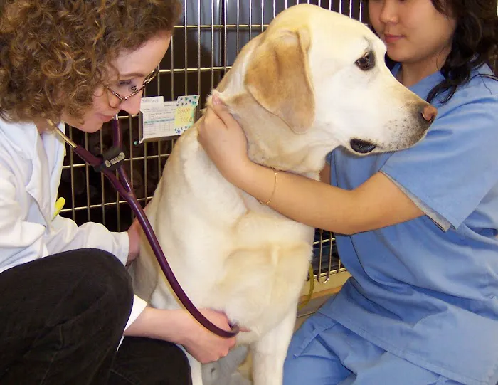 Hawthorne Hills Veterinary Hospital 12