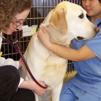 Hawthorne Hills Veterinary Hospital ico