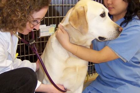 Hawthorne Hills Veterinary Hospital