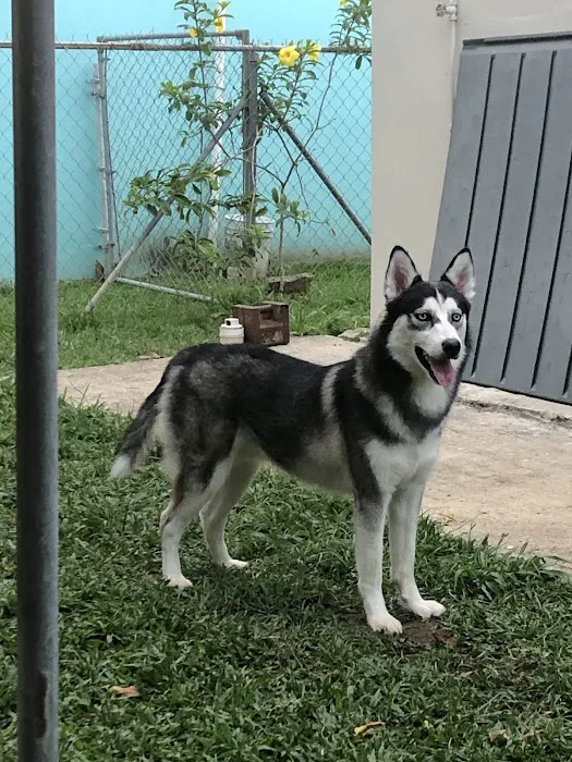 Roosevelt Animal Hospital 9