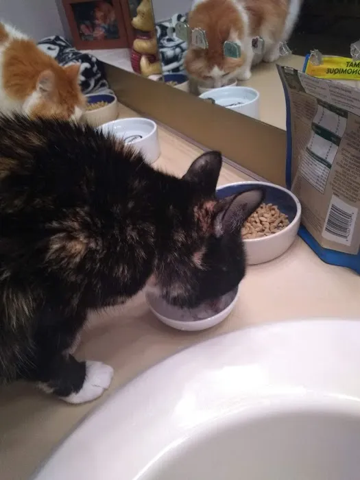 Urgent Care at Green Lake Animal Hospital 2