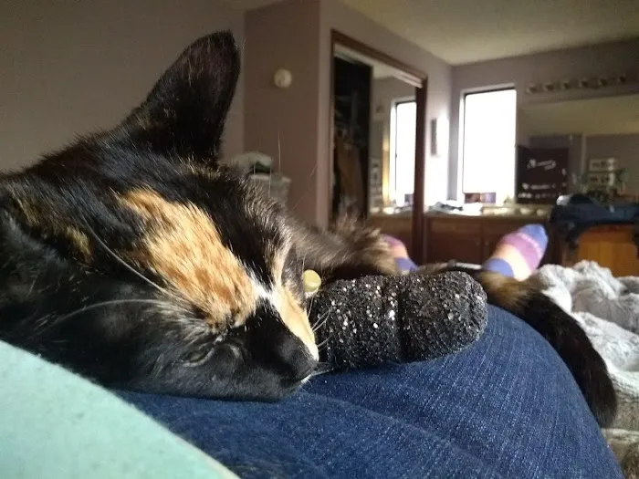 Urgent Care at Green Lake Animal Hospital 4