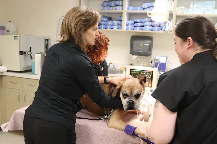 Urgent Care at Green Lake Animal Hospital 1