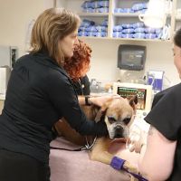 Urgent Care at Green Lake Animal Hospital ico