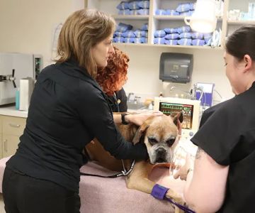 Urgent Care at Green Lake Animal Hospital
