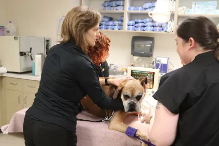 Urgent Care at Green Lake Animal Hospital