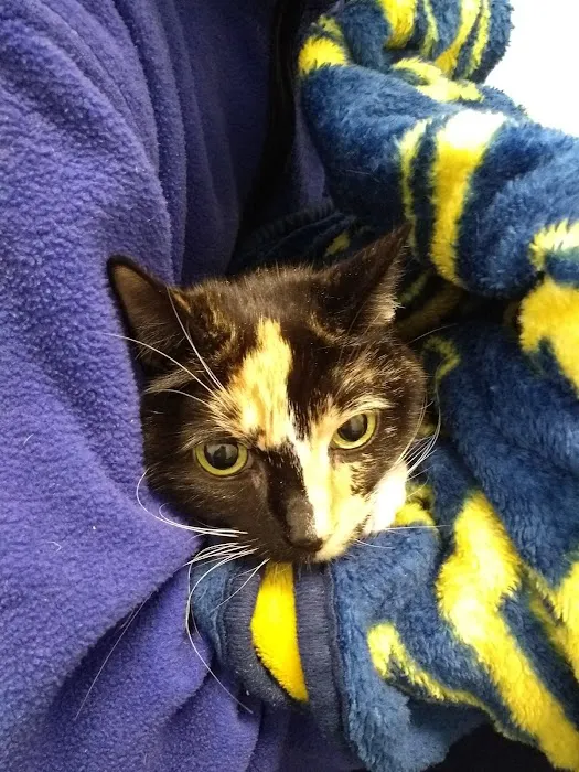 Urgent Care at Green Lake Animal Hospital 6