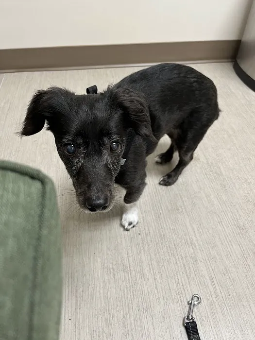 Green Lake Animal Hospital 6