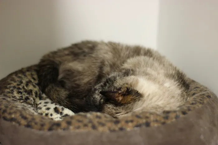 Green Lake Animal Hospital 8