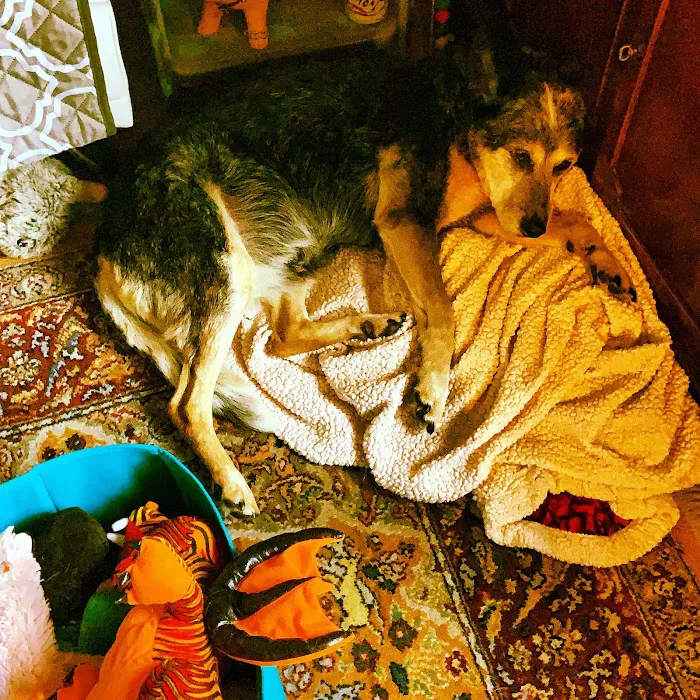 Ravenna Animal Hospital 10