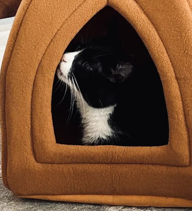 Feline Hyperthyroid Treatment Center 12