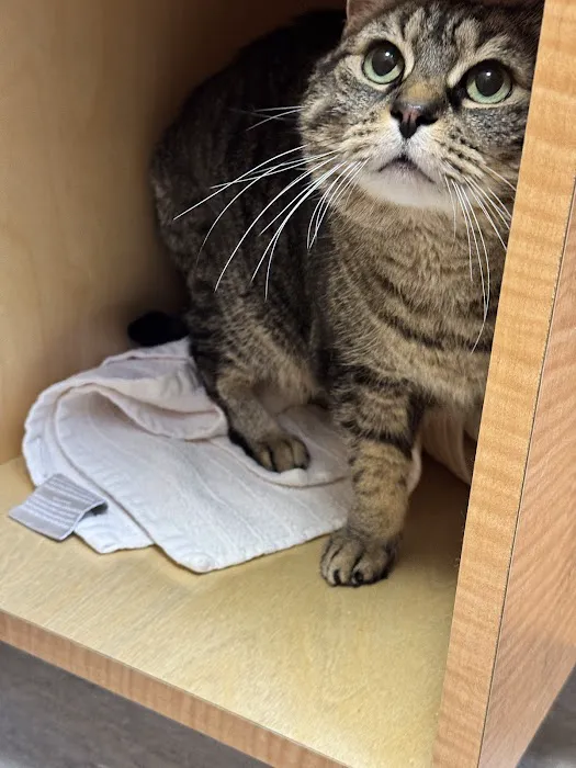 Feline Hyperthyroid Treatment Center 12