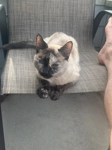 Feline Hyperthyroid Treatment Center 12