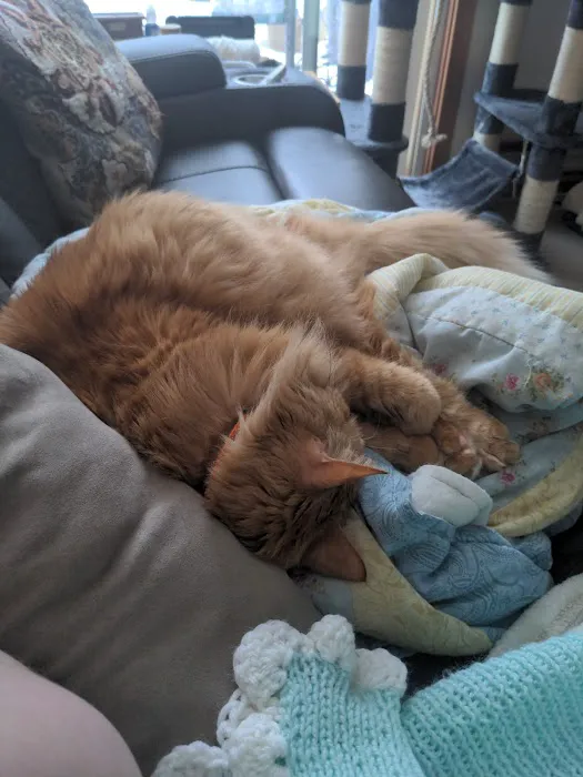 Feline Hyperthyroid Treatment Center 12