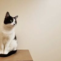 Cats Exclusive Veterinary Center ico