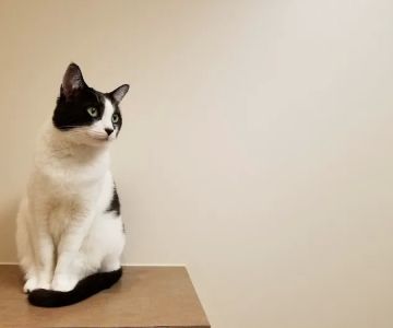 Cats Exclusive Veterinary Center