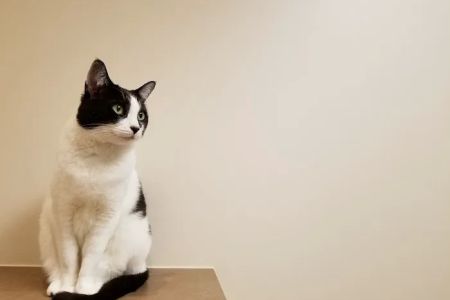 Cats Exclusive Veterinary Center