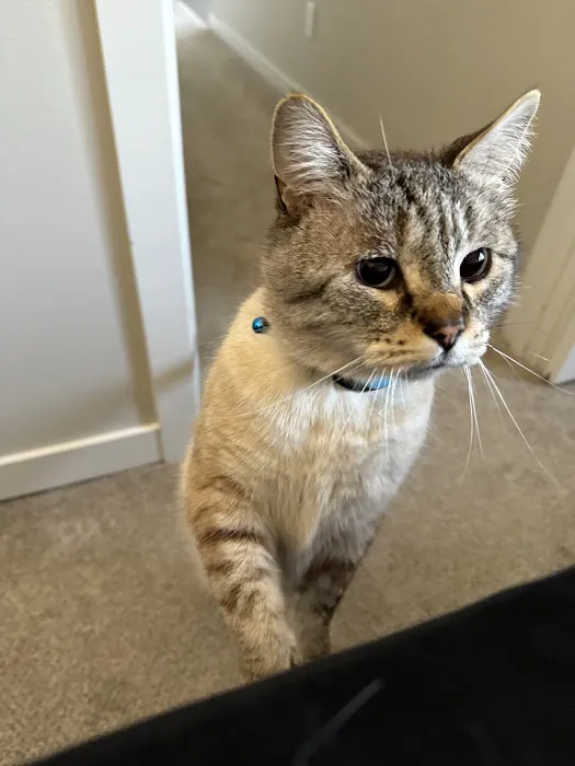 Cats Exclusive Veterinary Center 12