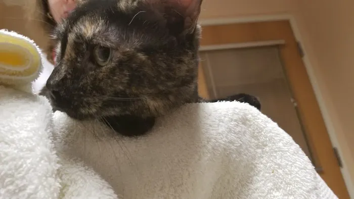 Cats Exclusive Veterinary Center 12