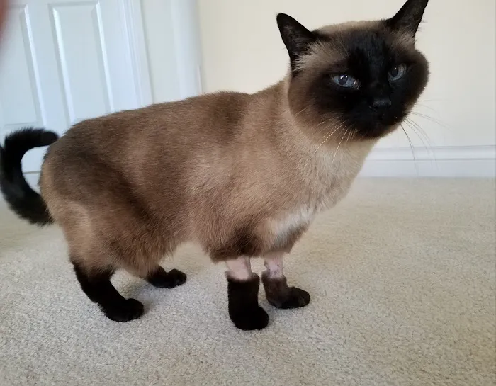 Cats Exclusive Veterinary Center 12
