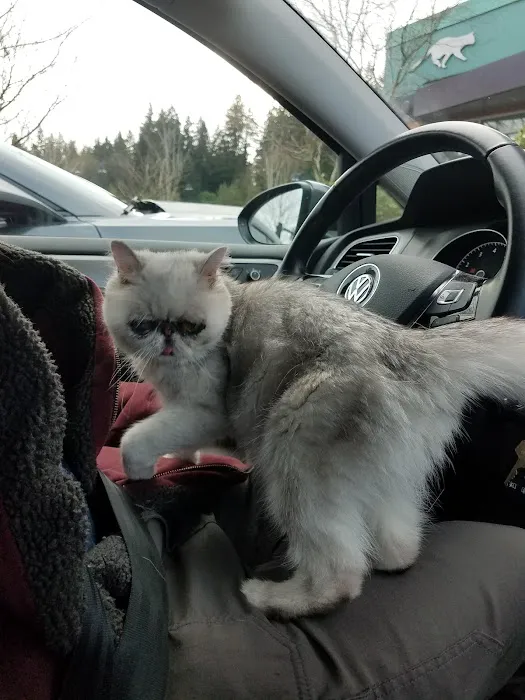 Cats Exclusive Veterinary Center 12