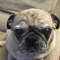 Animal Eye Clinic ico