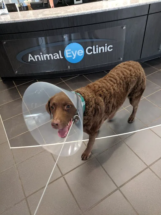 Animal Eye Clinic 8