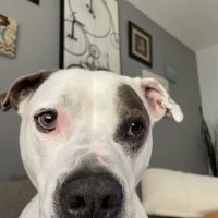 Skyline Veterinary Specialists ico