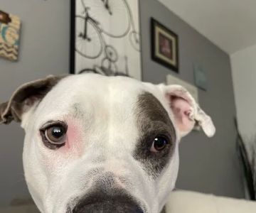 Skyline Veterinary Specialists