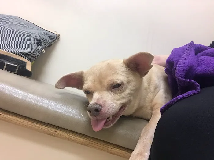 Carolina Veterinary Specialists Matthews 2