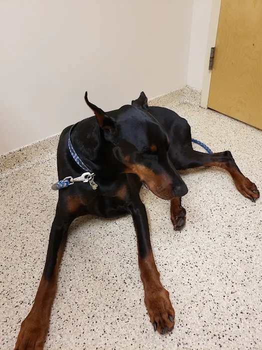 Carolina Veterinary Specialists Matthews 7