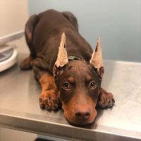 Canyon Lakes Veterinary Clinic ico