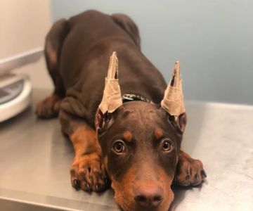 Canyon Lakes Veterinary Clinic
