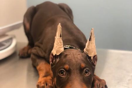 Canyon Lakes Veterinary Clinic
