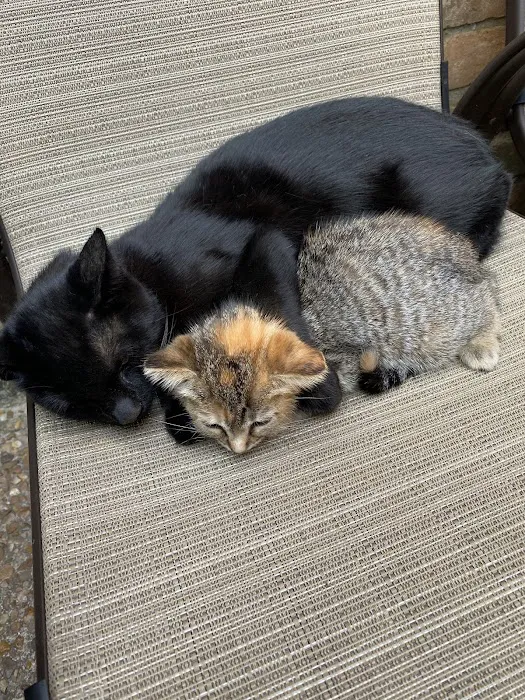 Cat Veterinary Clinic 12