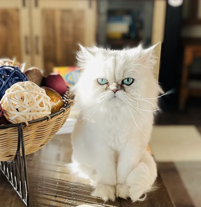 Cat Veterinary Clinic 12