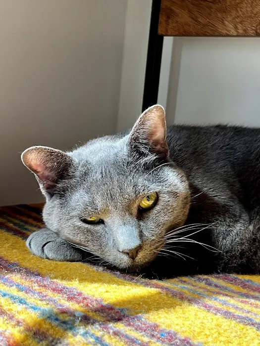 Cat Veterinary Clinic 12