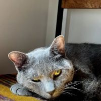 Cat Veterinary Clinic ico