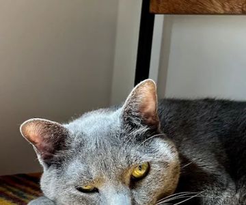 Cat Veterinary Clinic