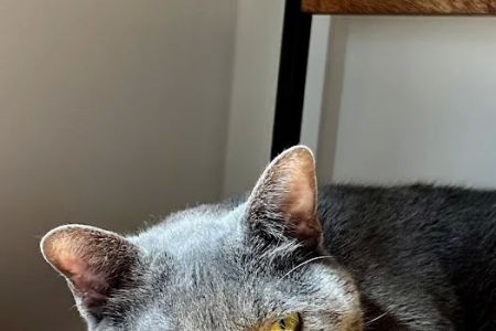 Cat Veterinary Clinic