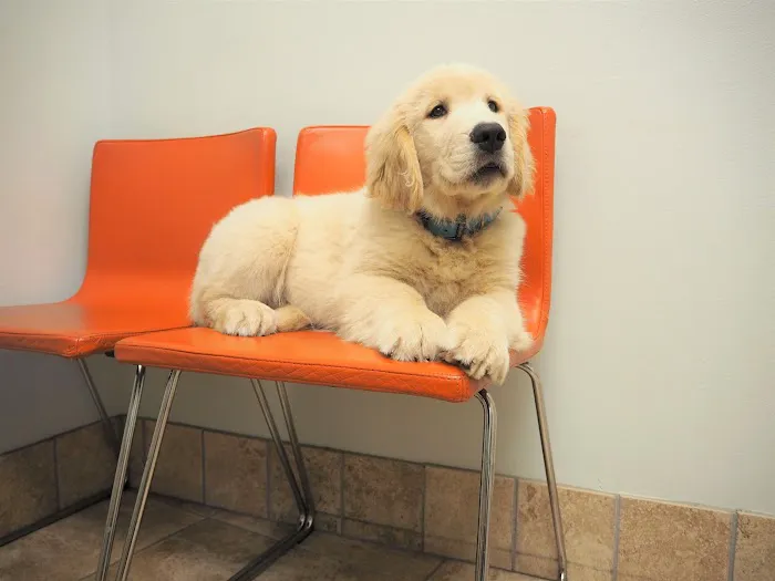 Washington Heights Veterinary Clinic 2