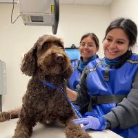Veterinary Emergency Group ico