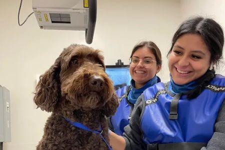 Veterinary Emergency Group