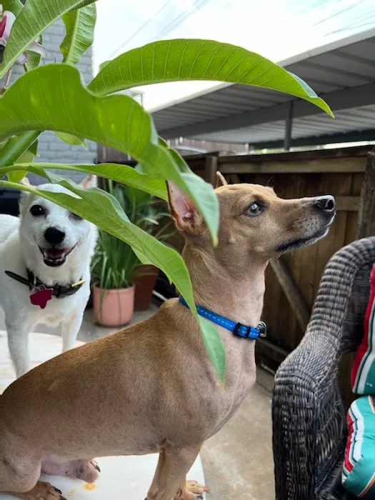 Banfield Pet Hospital 5