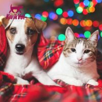 KwikVet - 24 hour veterinarians ico