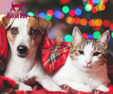 KwikVet - 24 hour veterinarians