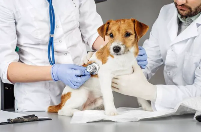Forest West Animal Clinic 12