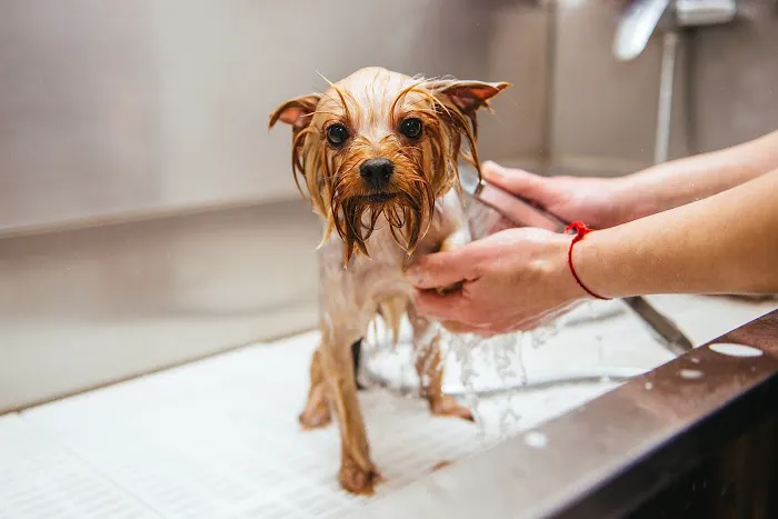 Forest West Animal Clinic 12